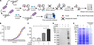 Comparative Proteomic Analysis of Fucosylated Glycoproteins Produced by Bacteroides thetaiotaomicron Under Different Polysaccharide Nutrition Conditions